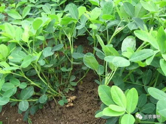 高产花生种植致富_花生致富高产种植方案_花生高产种植技术讲解