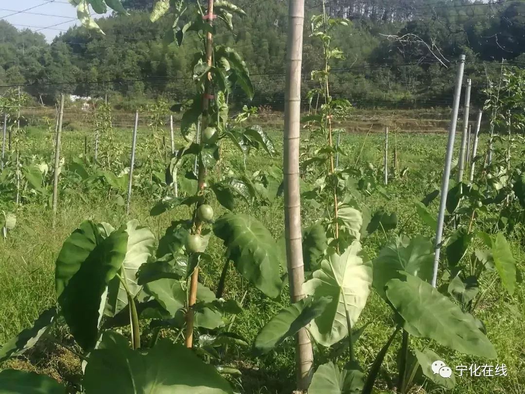 竹子种植致富视频_种竹子的视频_视频致富竹子种植教程