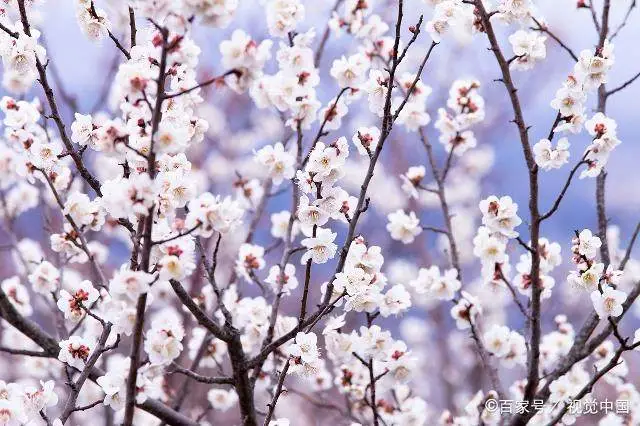 致富梅花种植_致富梅花种植视频_种植梅花赚钱吗