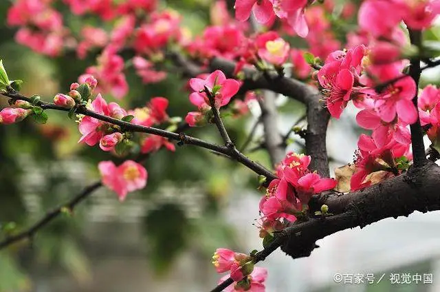 致富梅花种植视频_种植梅花赚钱吗_致富梅花种植