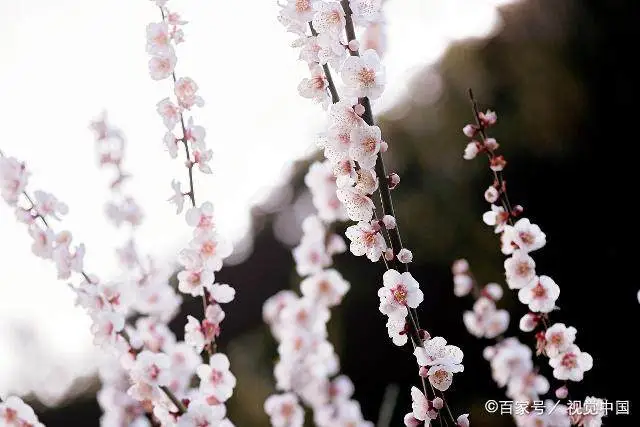 致富梅花种植视频_致富梅花种植_种植梅花赚钱吗