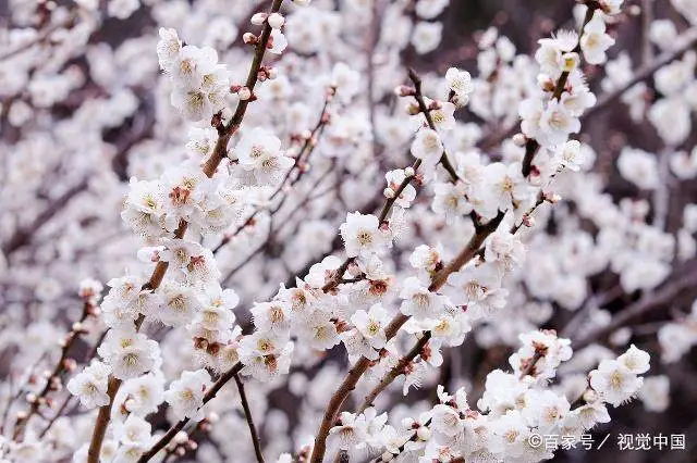 致富梅花种植_种植梅花赚钱吗_致富梅花种植视频