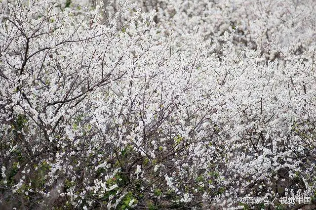 种植梅花赚钱吗_致富梅花种植_致富梅花种植视频