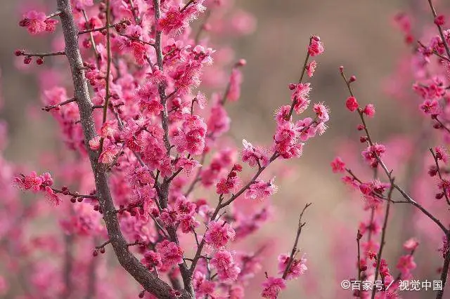 致富梅花种植视频_种植梅花赚钱吗_致富梅花种植