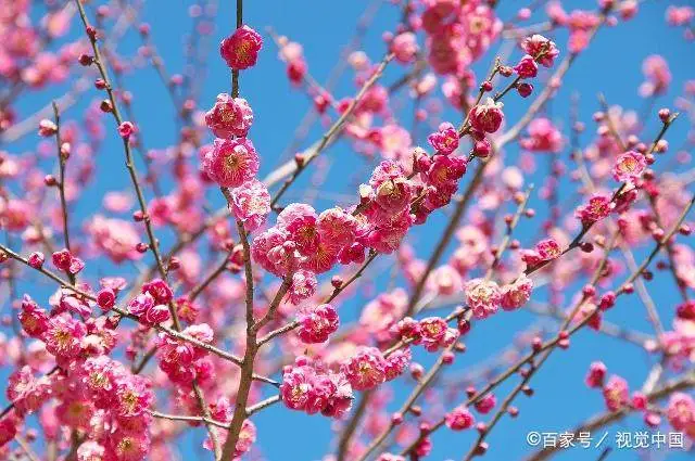 致富梅花种植视频_致富梅花种植_种植梅花赚钱吗