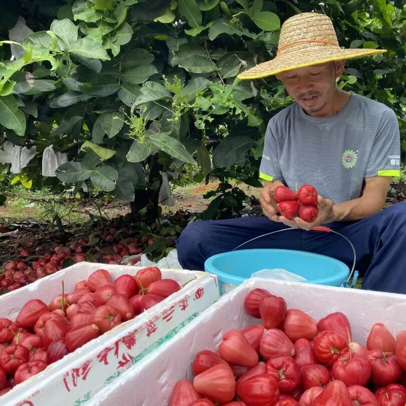 种植莲雾致富视频_种莲雾赚钱吗_莲雾种植技术视频