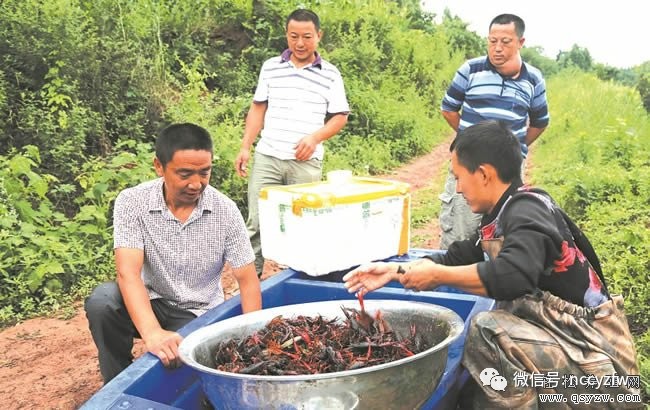 退伍老兵稻田养殖小龙虾创业致富