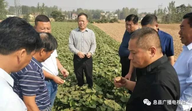 致富红薯种植技术视频_红薯种植致富吗_致富红薯种植视频