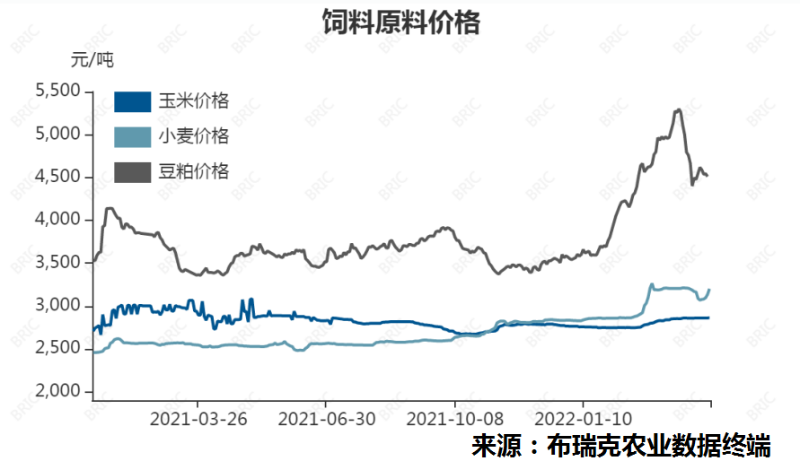 生猪养殖成本快速攀升，猪价低位运行 需标本兼治稳定价格和市场预期