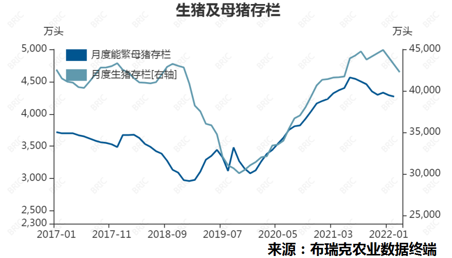 肥猪养殖技术_肥猪养猪技术_养殖肥猪建设怎样设计