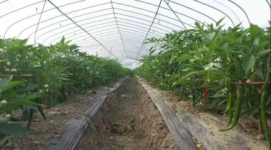 农业节目致富经种植辣椒_种植辣椒走上致富_辣椒致富经