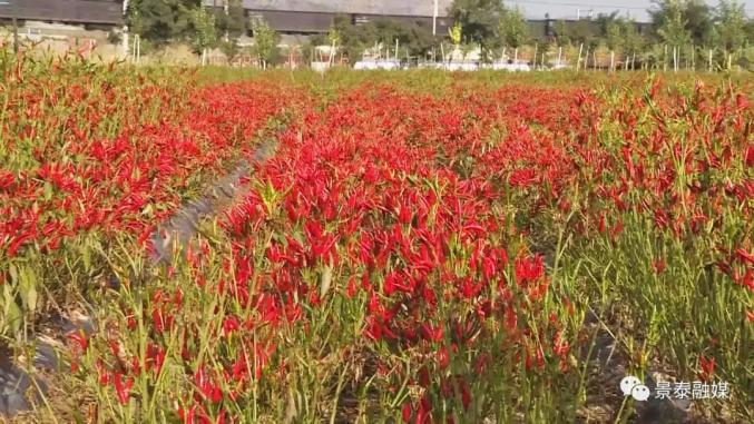 辣椒种植利润如何_致富经辣椒种植视频_种植辣椒走上致富