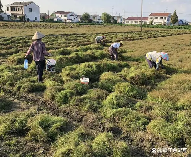 80后中药种植致富_种植药材发家致富_致富经种植中药材视频