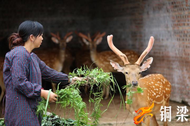 铜梁丨畜牧特色养殖“钱”景广阔