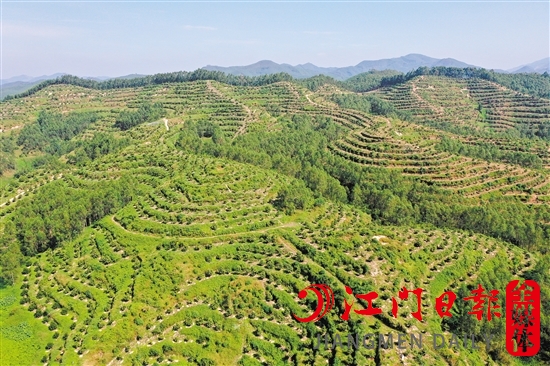 选田村依托村内林地打造夏威夷果种植基地。