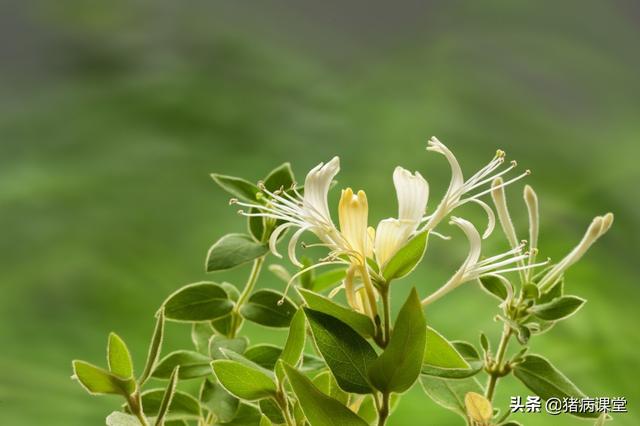 致富经种植中药材视频_80后中药种植致富_中药材致富