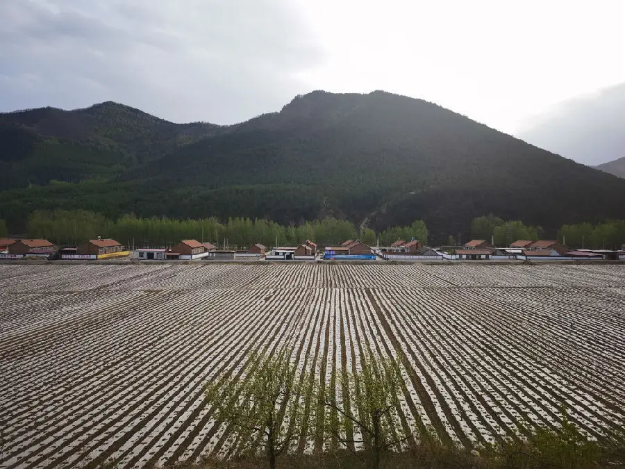 黑里河镇四道沟村苍术种植基地——小小中草药，托起村民致富梦。（于驭骁　摄）