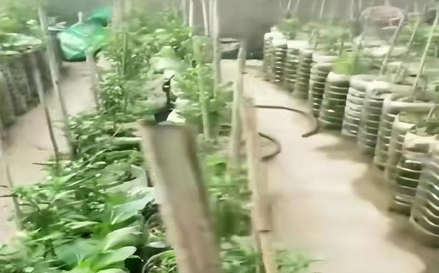 农民在城市家里阳台上，利用油壶种植蔬菜，可以满足全家人吃菜