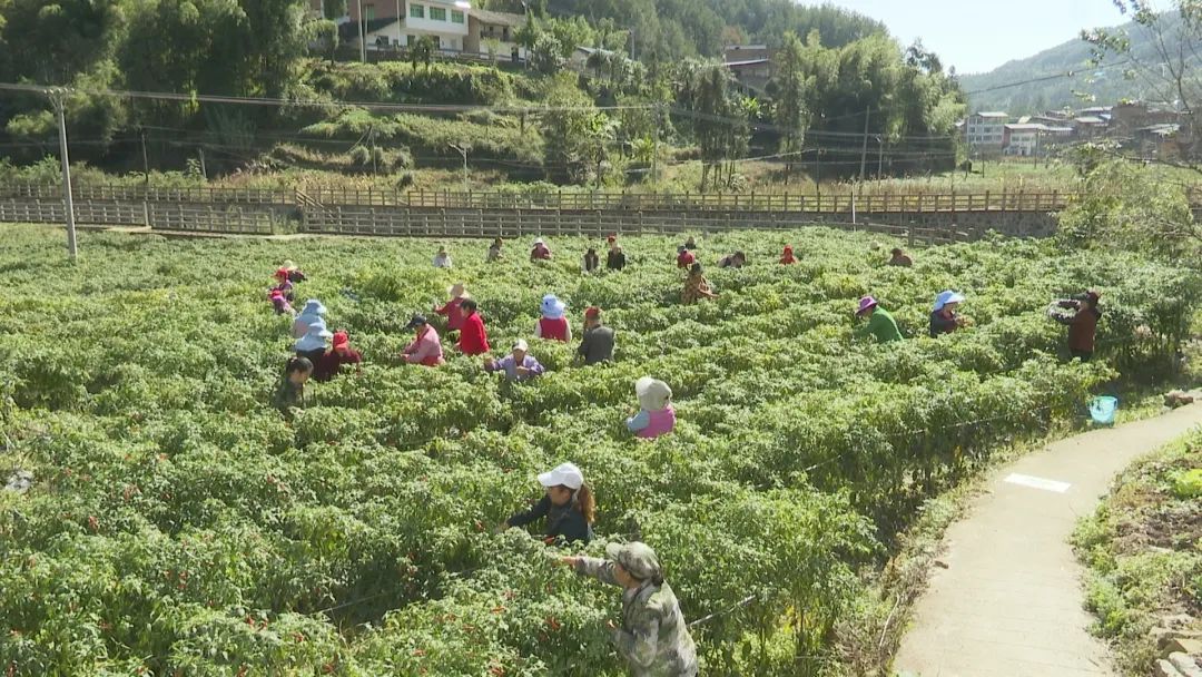 辣椒致富经_辣椒种植赚钱吗_种植辣椒走上致富