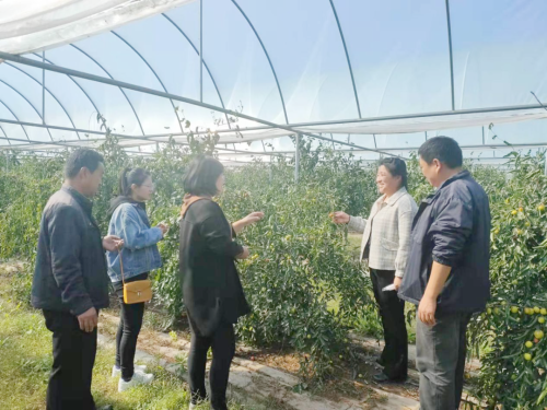 枣种植条件_致富枣南方种植怎么样_南方枣种植致富