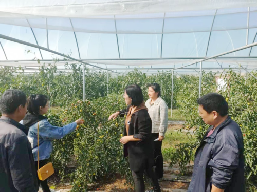 枣种植条件_南方枣种植致富_致富枣南方种植怎么样