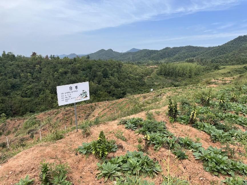 80后中药种植致富_种植致富药材_种植药材发家致富