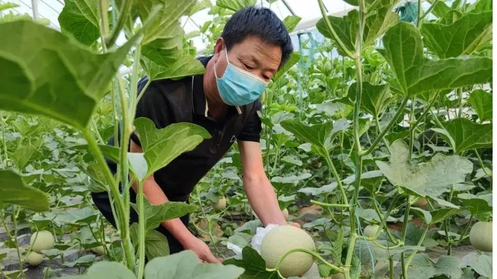 致富经黄瓜种植技术_致富黄瓜种植技术视频教程_黄瓜种植高产技术