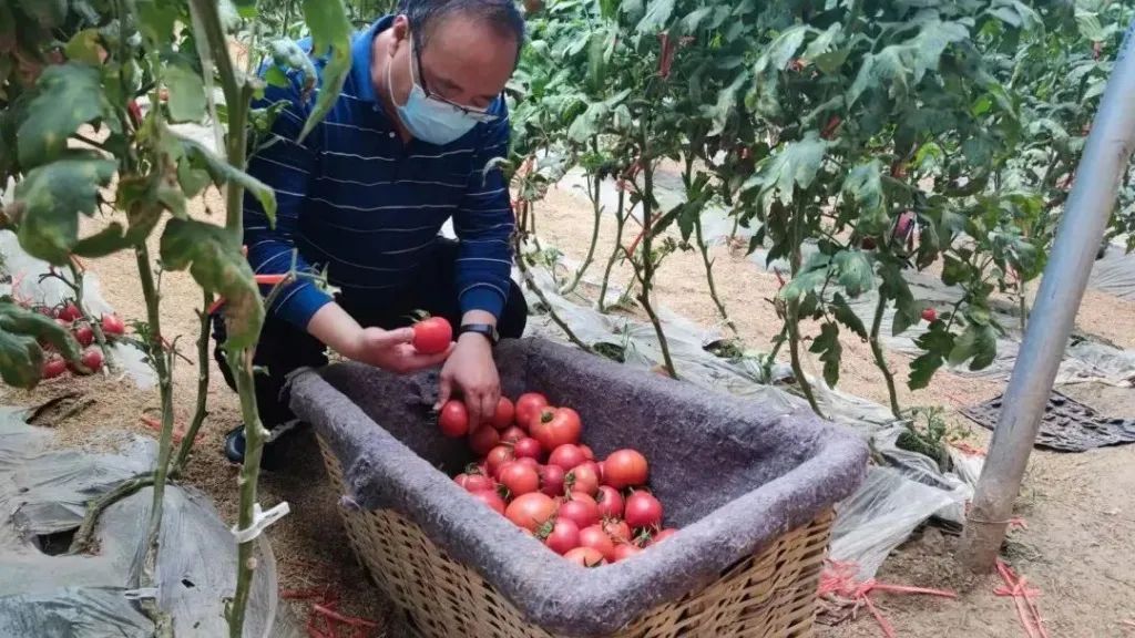 致富经黄瓜种植技术_致富黄瓜种植技术视频教程_黄瓜种植高产技术