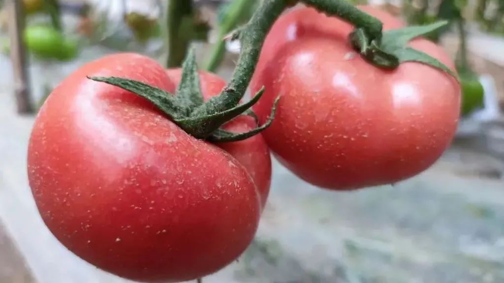 黄瓜种植高产技术_致富黄瓜种植技术视频教程_致富经黄瓜种植技术