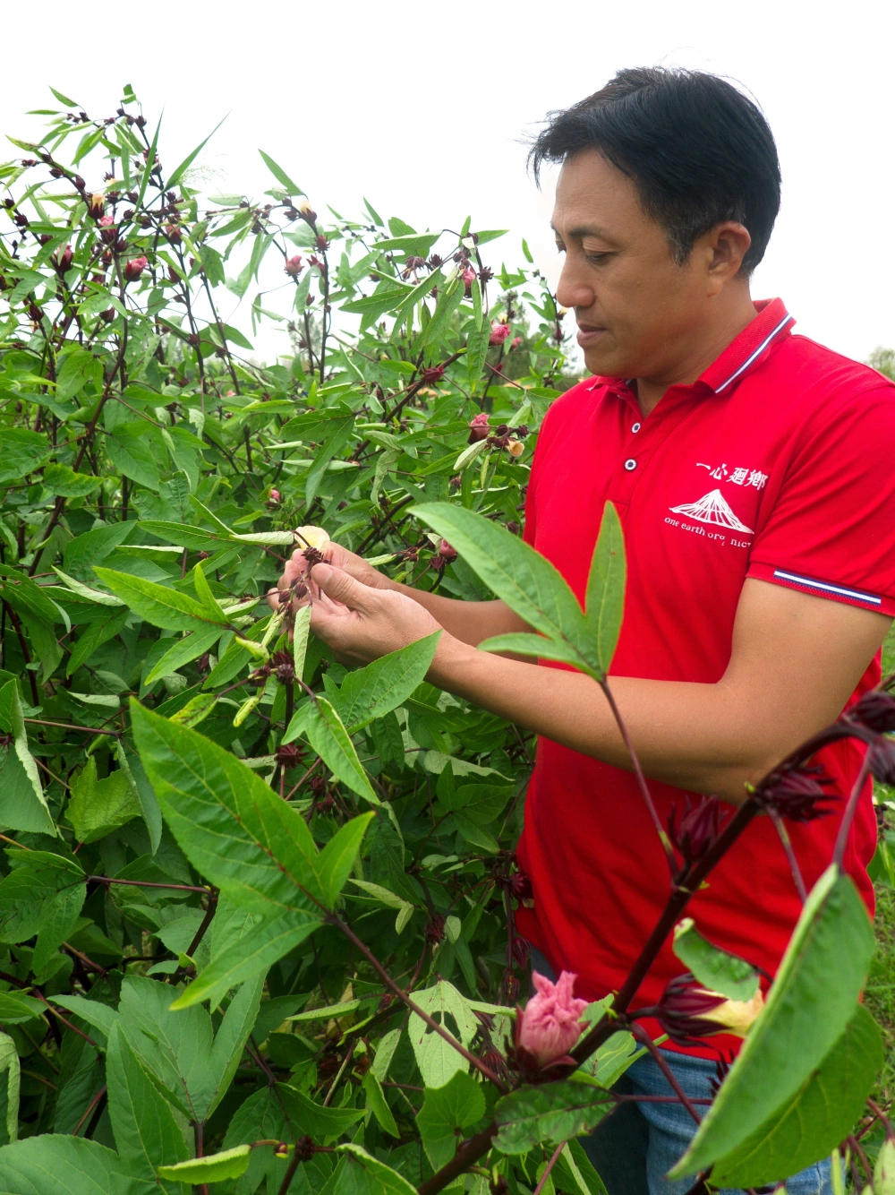 致富经黄瓜种植技术_致富黄瓜种植技术视频_黄瓜种植高产技术