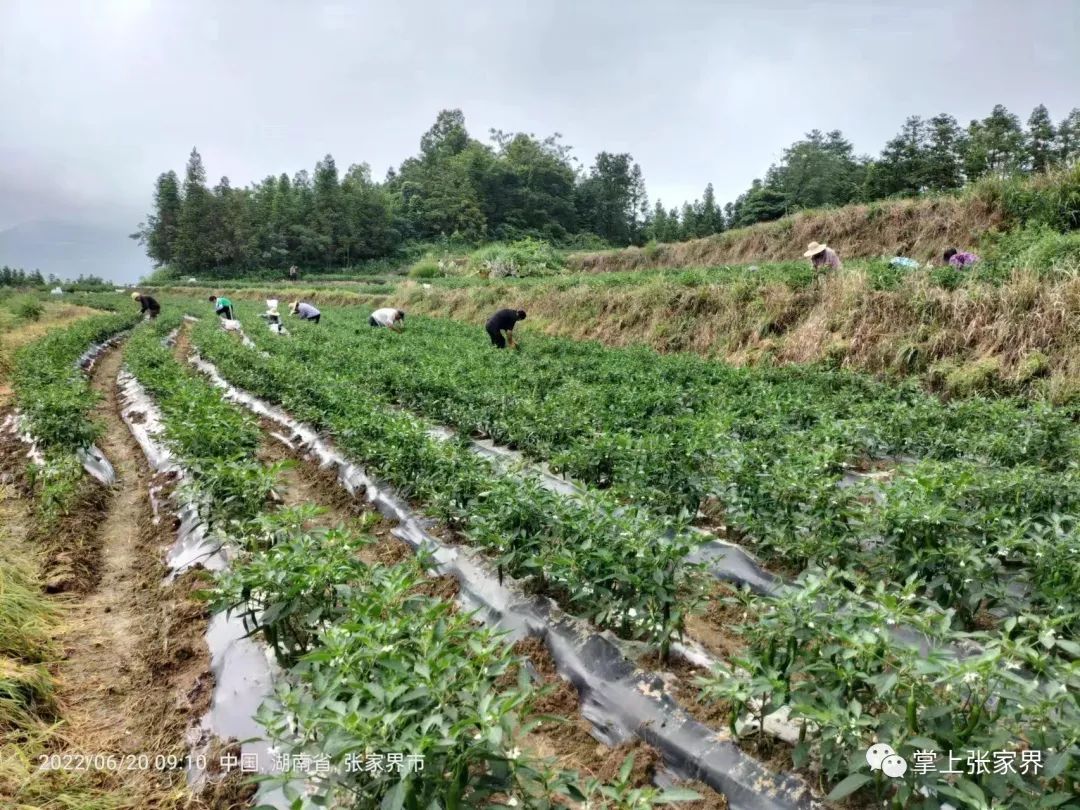 小辣椒点燃致富新希望