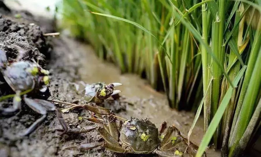 螃蟹养殖中的技术要点以及常规需要注意的地方