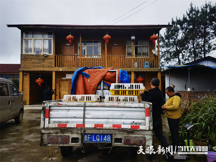 致富七彩养殖山鸡图片_致富经七彩山鸡养殖_致富七彩养殖山鸡怎么样