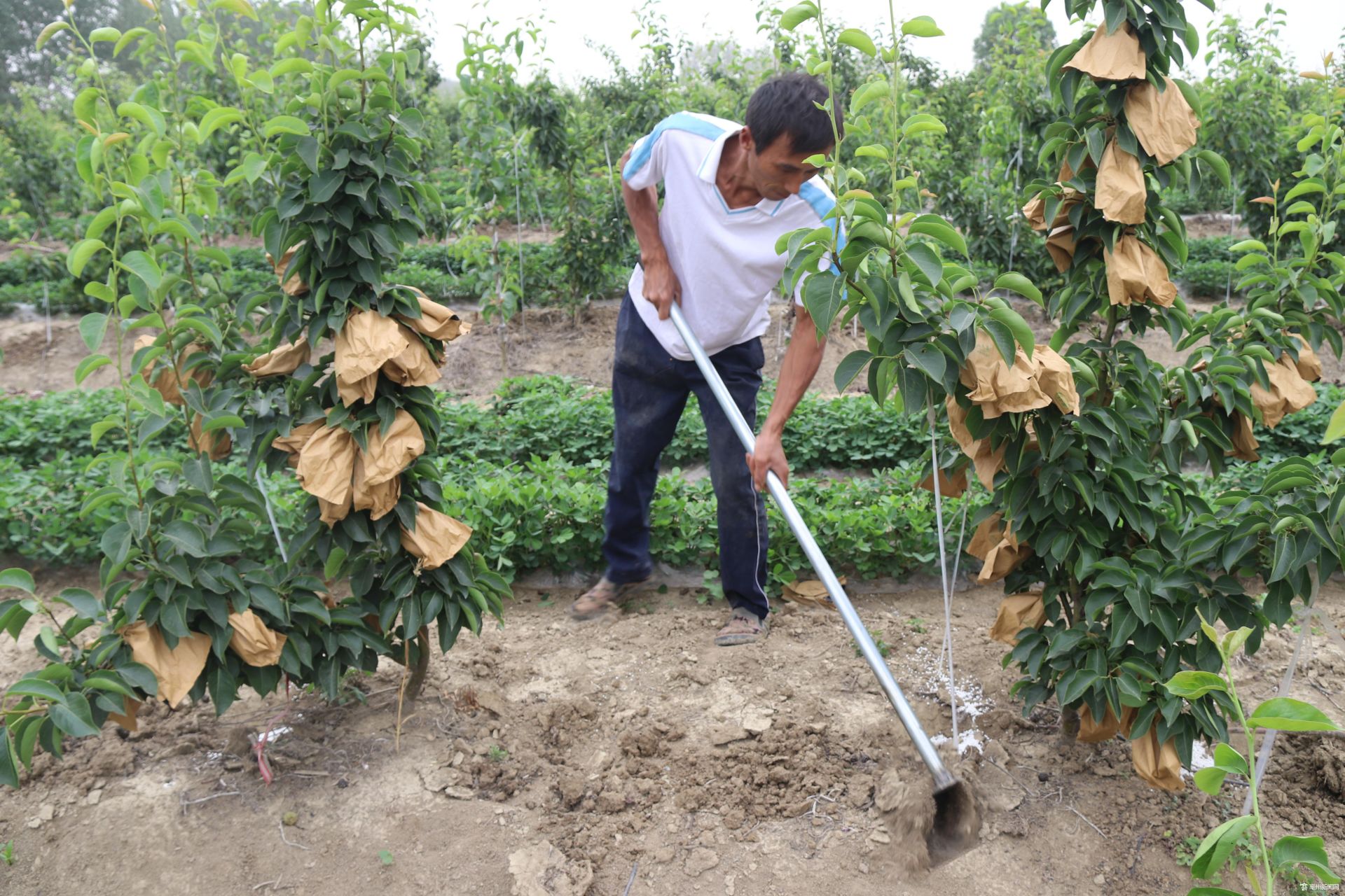 种植梨园赔钱了_梨园种植基地_梨园怎么种植致富