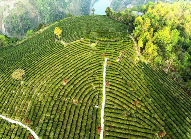 湖北种植绞股蓝致富_绞股蓝种植前景_种绞股蓝赚钱吗