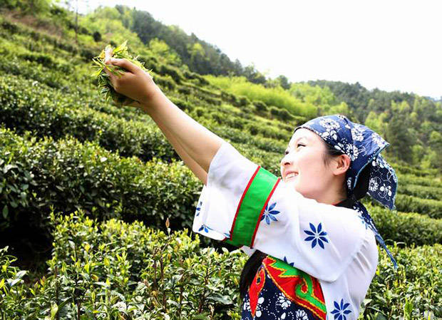 绞股蓝种植前景_种绞股蓝赚钱吗_湖北种植绞股蓝致富