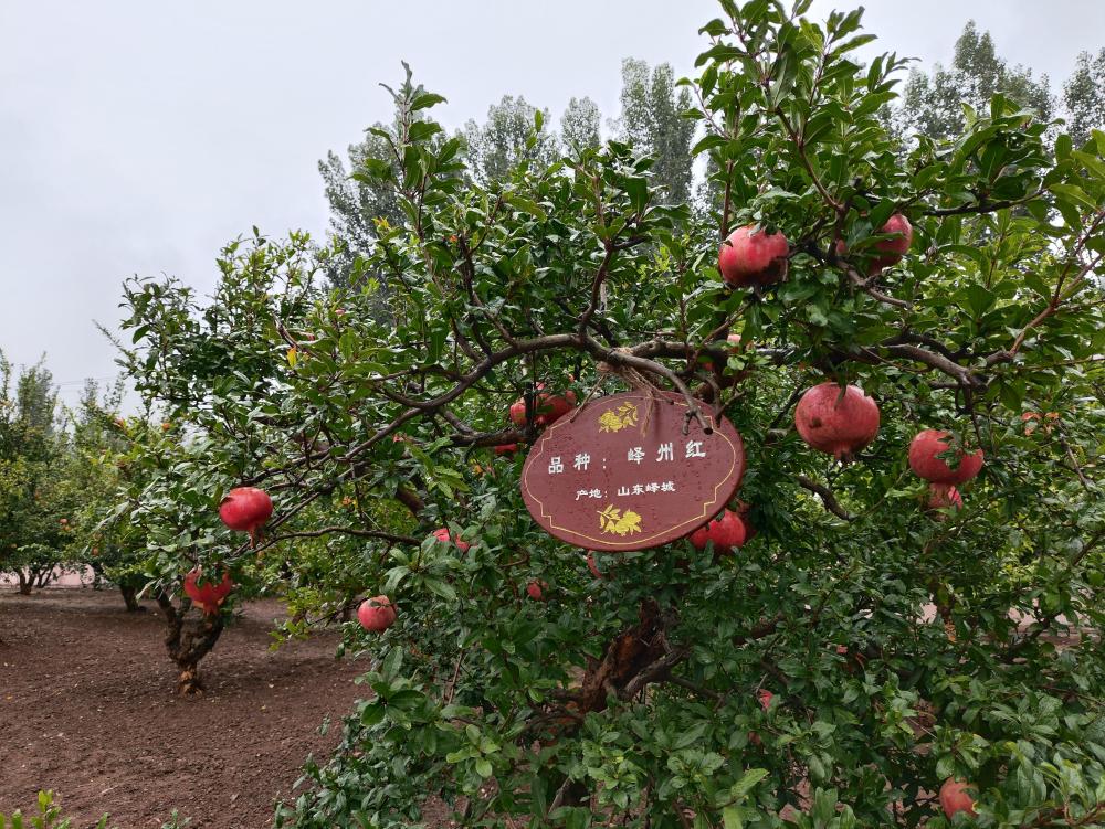 榴莲种植技术视频教程_榴莲种植技术视频cctv7_在榴种植技术