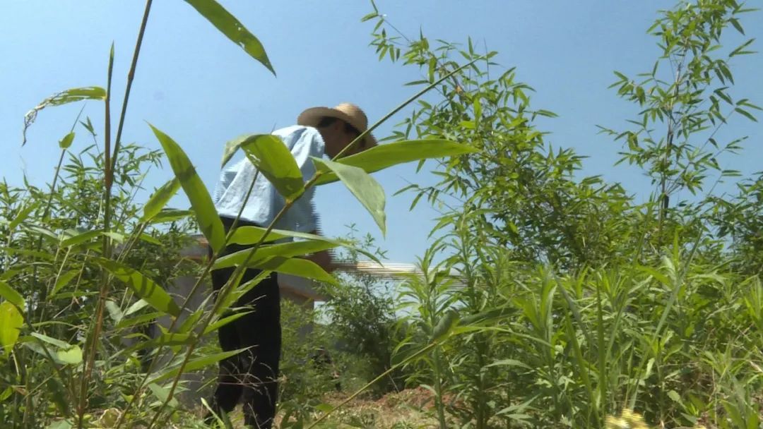 种雷竹的成本及利润_种植雷竹国家有补助_种植雷竹致富