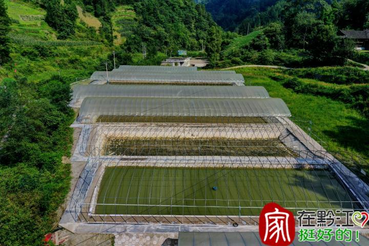 家庭室内蔬菜种植_室内种植蔬菜致富_致富蔬菜室内种植方法