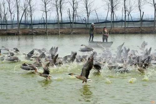 沿海养殖致富点_沿海养殖场_沿海致富养殖点有哪些