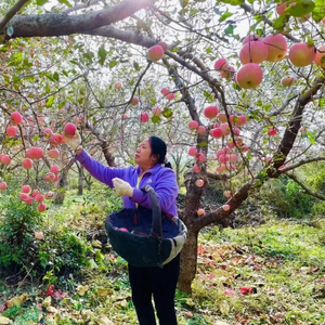 致富黄瓜种植技术与管理_致富黄瓜种植技术视频_致富经黄瓜种植技术