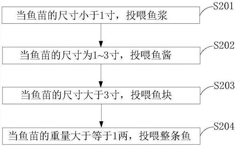 一种黄河鲶鱼品种的繁育方法与流程