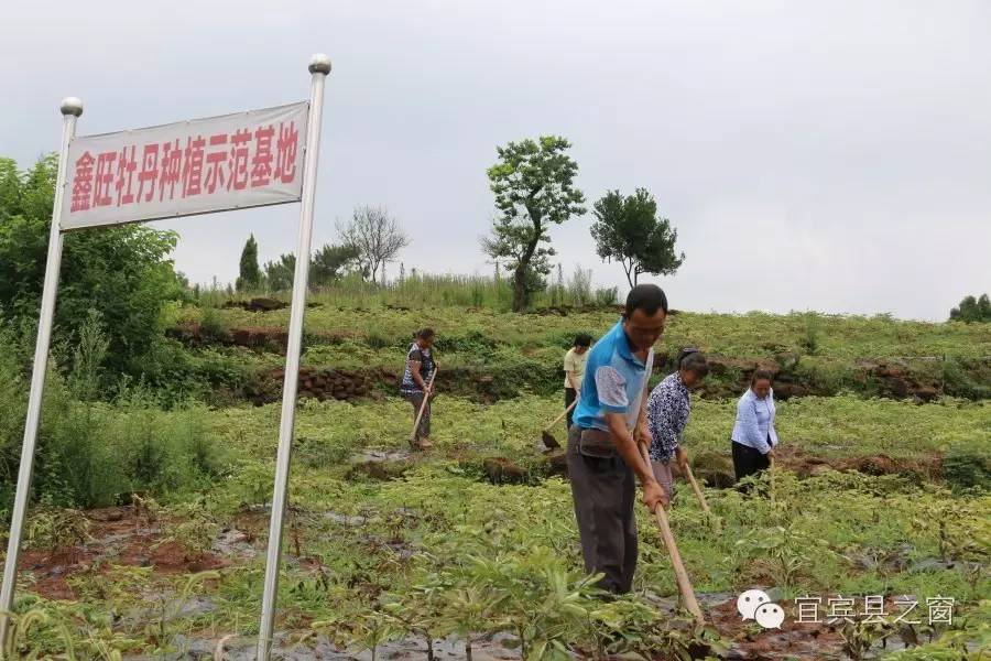 宜宾致富石材_宜宾种植致富模式_宜宾主要种植什么农作物