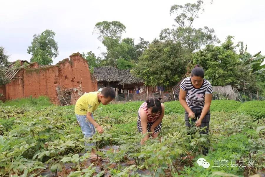 宜宾种植致富模式_宜宾致富石材_宜宾主要种植什么农作物