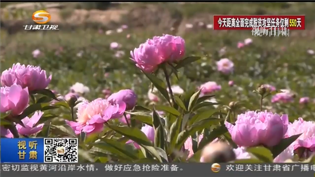 丝瓜种植致富_景泰种植致富方法_发展雷竹种植是致富的好门道