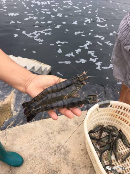 沿海致富养殖点有哪些_沿海养殖致富点_沿海养殖业