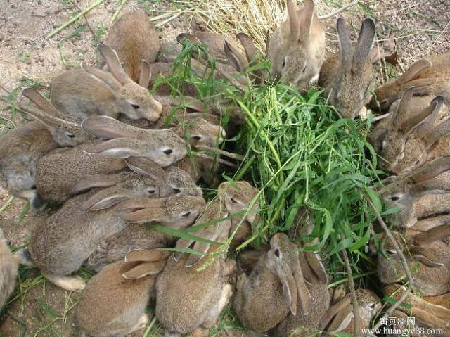 山地养猪视频_致富山地养殖猪视频_山地猪养殖致富