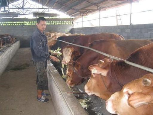 养殖肉牛母牛技术规范_肉牛母牛的养殖技术_肉牛母牛养殖模式