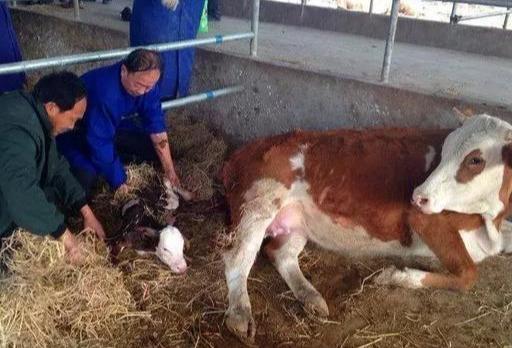 肉牛母牛的养殖技术_肉牛母牛养殖模式_养殖肉牛母牛技术规范