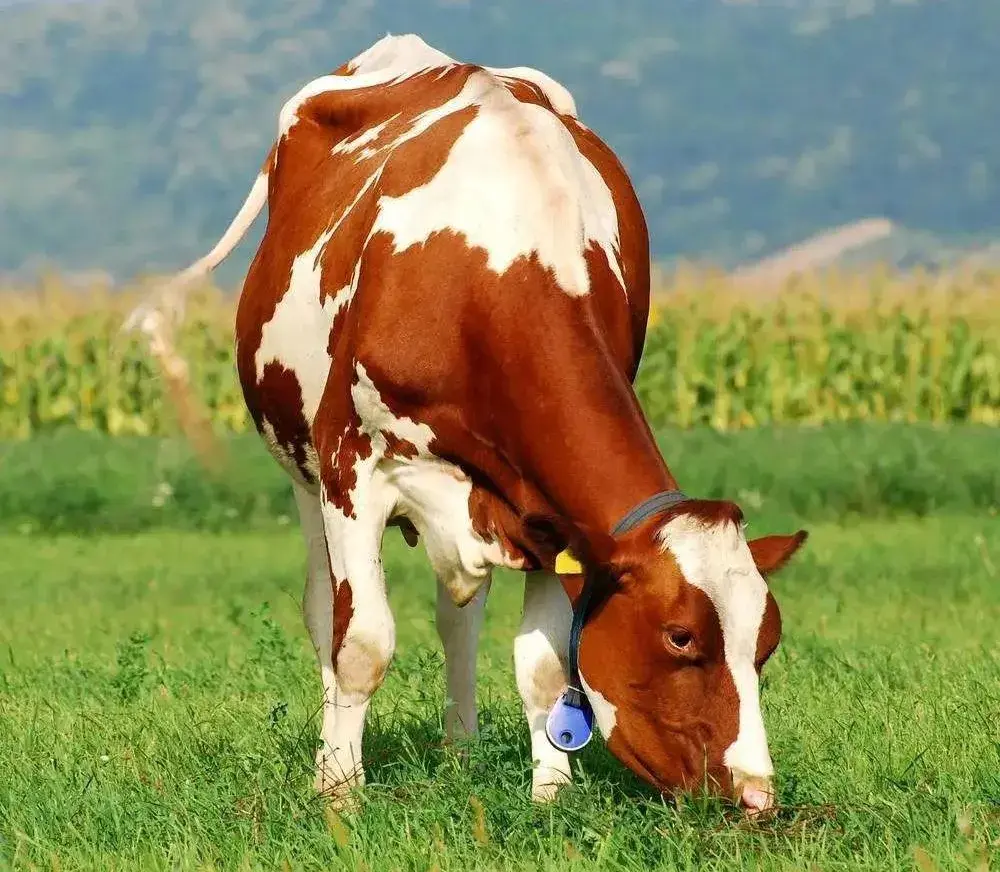 肉牛母牛的养殖技术_肉牛母牛养殖模式_养殖肉牛母牛技术视频